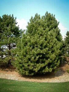 Сосна Чёрная (Pinus Nigra) купить по цене от 270.00р. в интернет-магазине «Посадика» с доставкой почтой в в Чебаркулье и по всей России – [изображение №1].