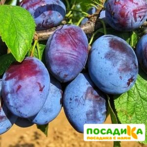 Слива Чачакская ранняя купить по цене от 229.00р. в интернет-магазине «Посадика» с доставкой почтой в в Чебаркулье и по всей России – [изображение №1].