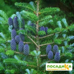 Пихта корейская (Abies koreana) купить по цене от 450.00р. в интернет-магазине «Посадика» с доставкой почтой в в Чебаркулье и по всей России – [изображение №1].