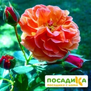 Роза Арабия купить по цене от 350.00р. в интернет-магазине «Посадика» с доставкой почтой в в Чебаркулье и по всей России – [изображение №1].