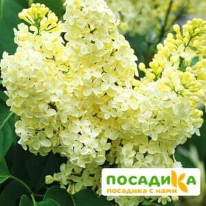 Сирень Примроуз (Primrose) купить по цене от 529.00р. в интернет-магазине «Посадика» с доставкой почтой в в Чебаркулье и по всей России – [изображение №1].