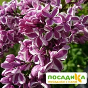 Сирень Сенсация купить по цене от 529.00р. в интернет-магазине «Посадика» с доставкой почтой в в Чебаркулье и по всей России – [изображение №1].