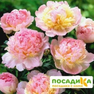 Пион Распберри Сандей (Paeonia Raspberry Sundae) купить по цене от 959р. в интернет-магазине «Посадика» с доставкой почтой в в Чебаркулье и по всей России – [изображение №1].