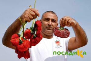 Клубника Гигант Джорнея купить по цене от 266р. в интернет-магазине «Посадика» с доставкой почтой в в Чебаркулье и по всей России – [изображение №1].