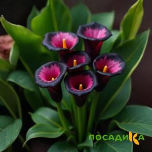 Калла Аура Лейс купить по цене от 400р. в интернет-магазине «Посадика» с доставкой почтой в в Чебаркулье и по всей России – [изображение №1].