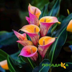 Калла Оникс купить по цене от 450р. в интернет-магазине «Посадика» с доставкой почтой в в Чебаркулье и по всей России – [изображение №1].