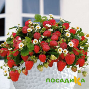 Клубника Рубиновый Шепот (горшечная) купить по цене от 240р. в интернет-магазине «Посадика» с доставкой почтой в в Чебаркулье и по всей России – [изображение №1].