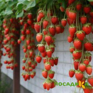 Клубника вьющаяся Комплимент купить по цене от 470р. в интернет-магазине «Посадика» с доставкой почтой в в Чебаркулье и по всей России – [изображение №1].