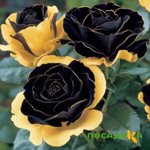 Роза Ханни Сикл купить по цене от 700р. в интернет-магазине «Посадика» с доставкой почтой в в Чебаркулье и по всей России – [изображение №1].