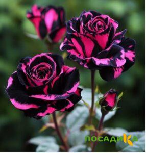 Роза Багровый Шепот купить по цене от 366р. в интернет-магазине «Посадика» с доставкой почтой в в Чебаркулье и по всей России – [изображение №1].