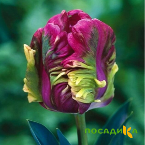 Тюльпан Экзотик Хэвен купить по цене от 186р. в интернет-магазине «Посадика» с доставкой почтой в в Чебаркулье и по всей России – [изображение №1].